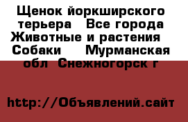 Щенок йоркширского терьера - Все города Животные и растения » Собаки   . Мурманская обл.,Снежногорск г.